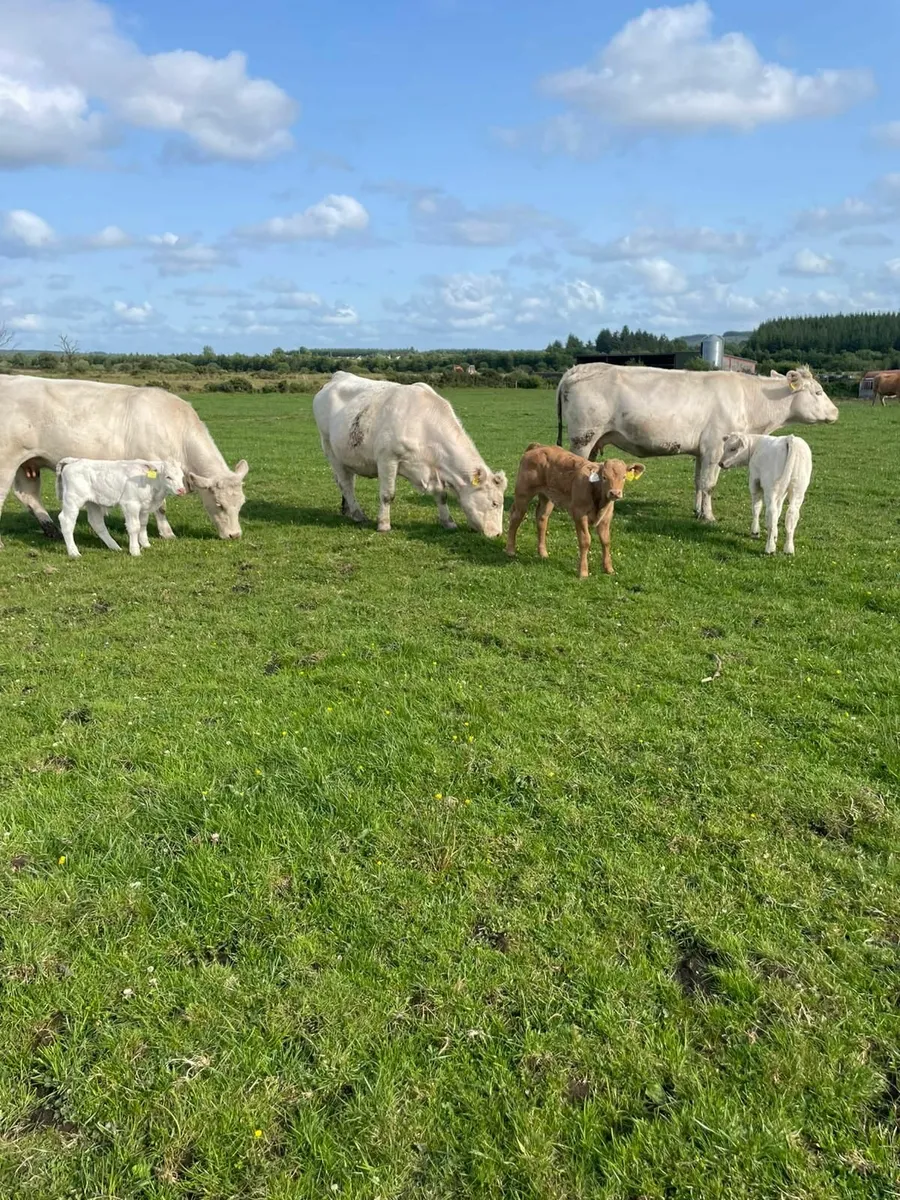 Cattle - Image 3