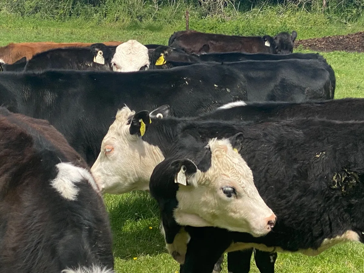 14 HEREFORD & ANGUS HEIFERS - Image 2
