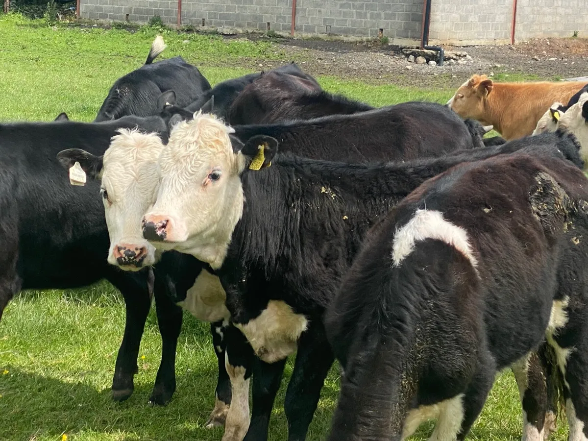 14 HEREFORD & ANGUS HEIFERS - Image 3