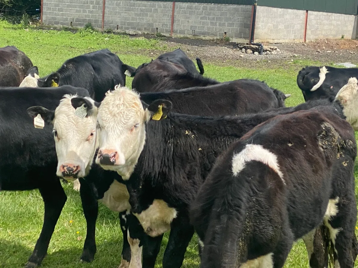 14 HEREFORD & ANGUS HEIFERS - Image 4