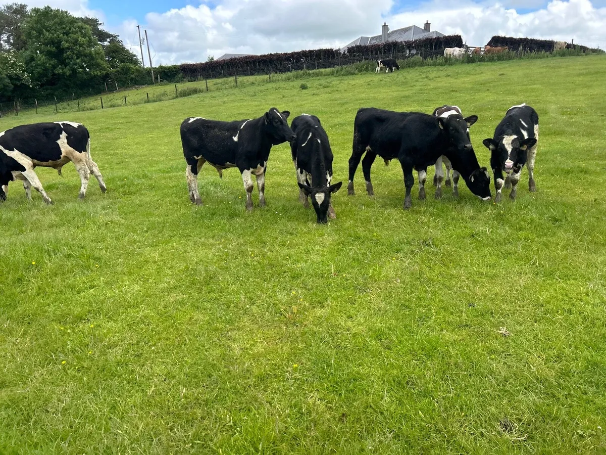 14 super British Frisian bullocks - Image 1