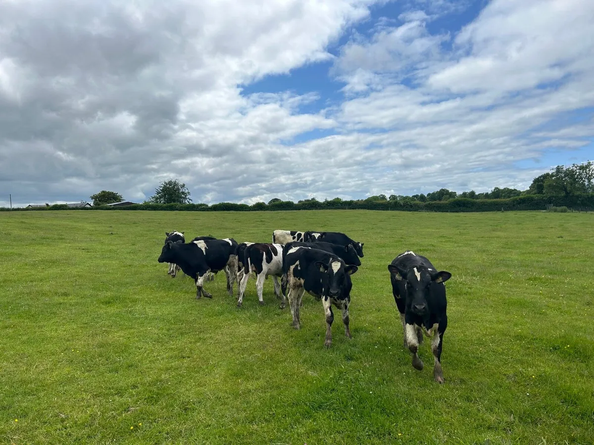 14 super British Frisian bullocks - Image 2