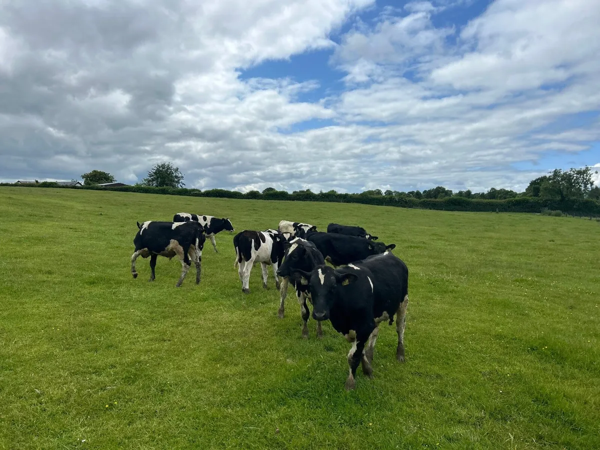 14 super British Frisian bullocks - Image 3