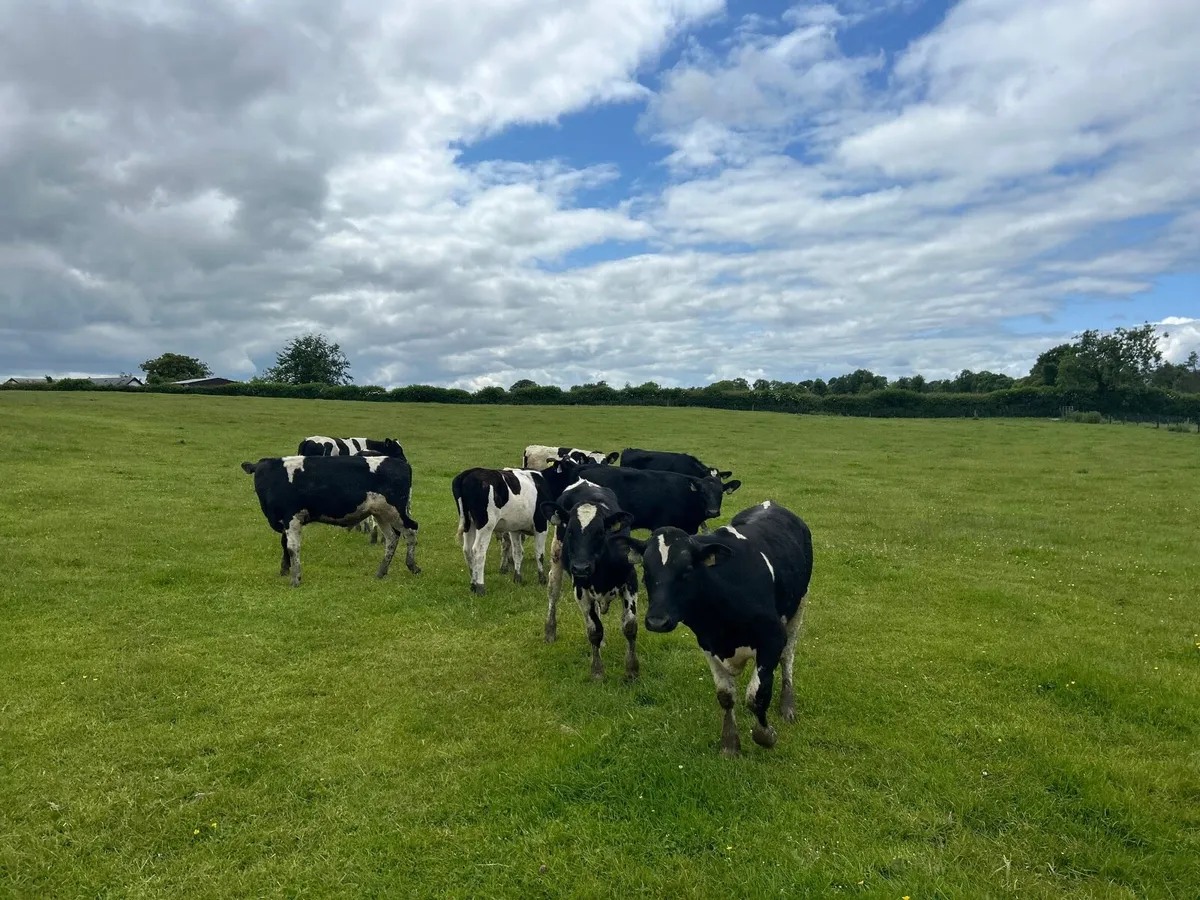 14 super British Frisian bullocks - Image 4