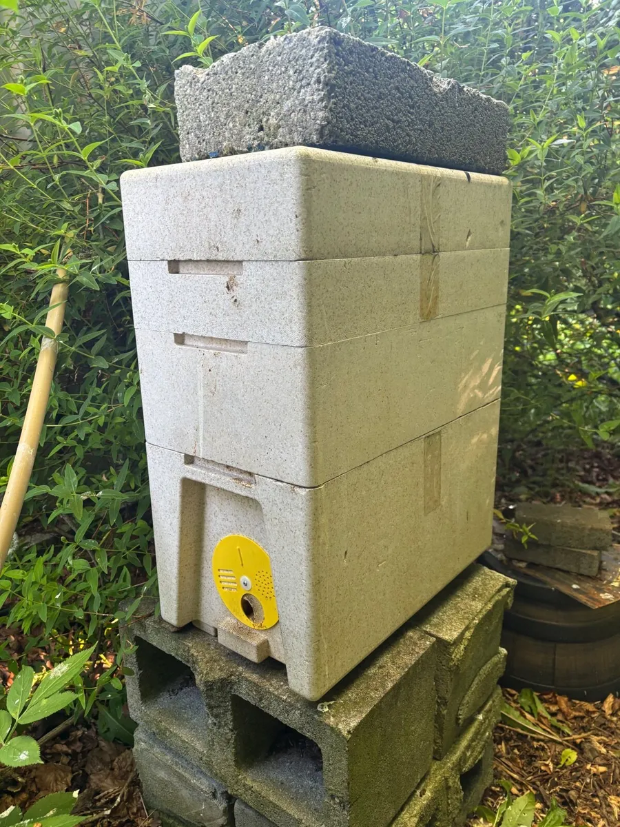 Bee hives with bees - Image 1
