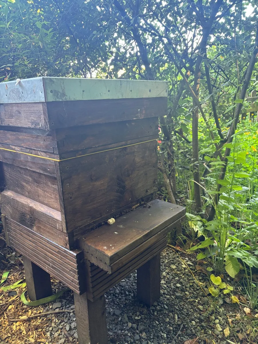 Bee hives with bees - Image 2