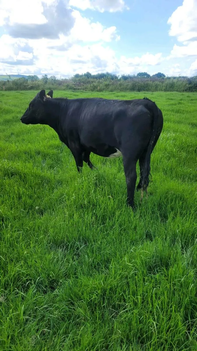 Angus Heifers - Image 2
