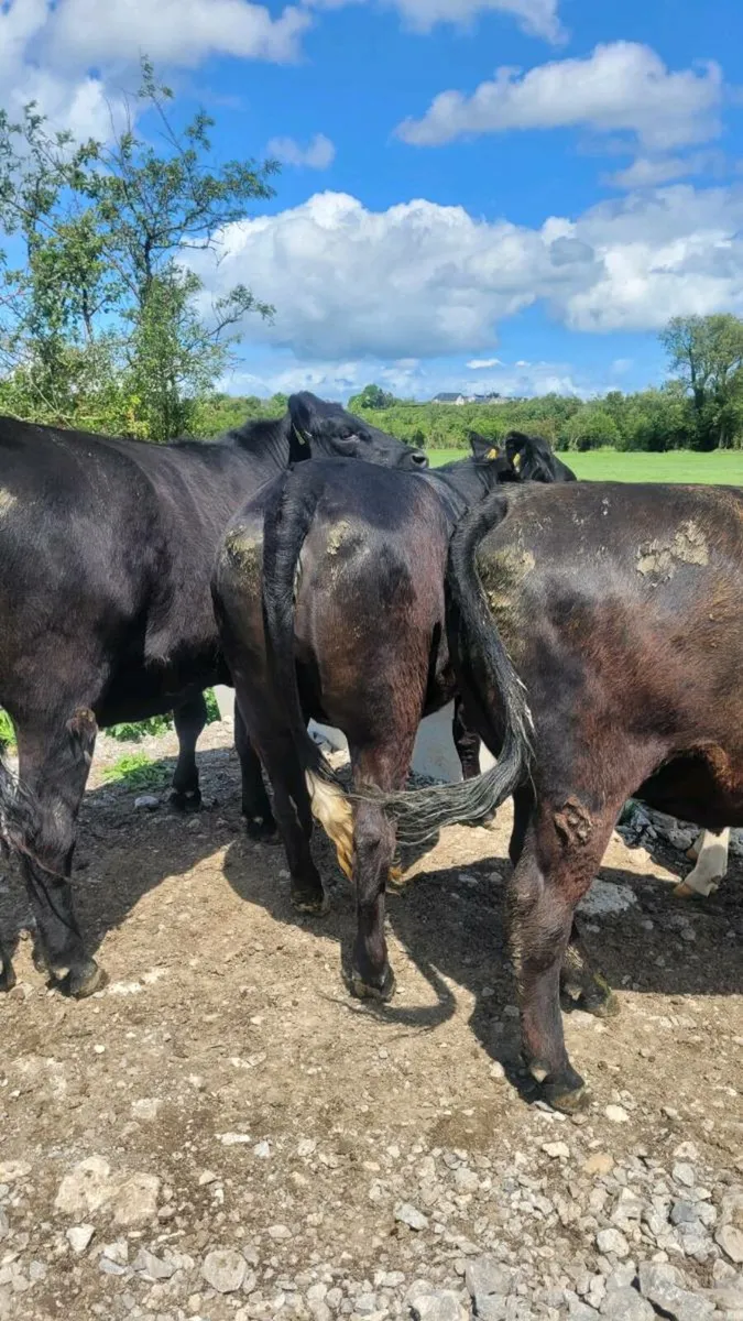 Angus Heifers - Image 1