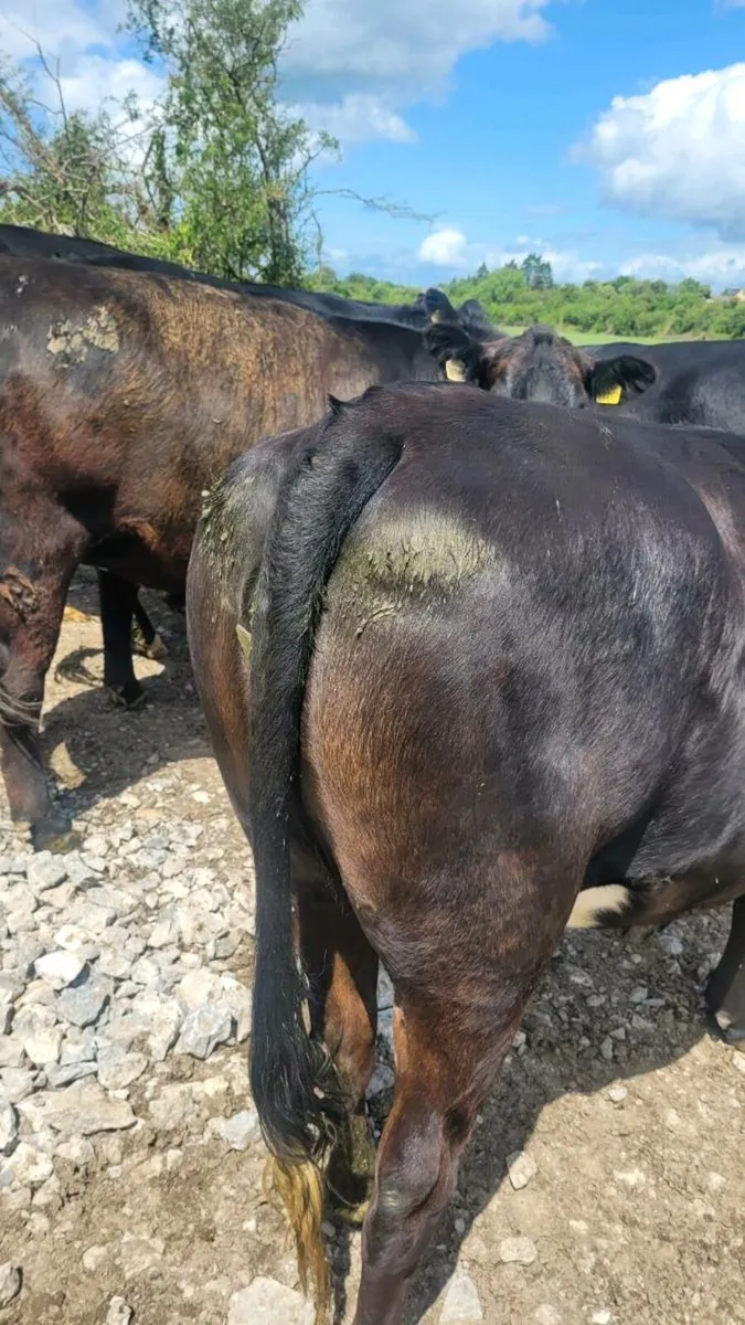Angus Heifers - Image 3