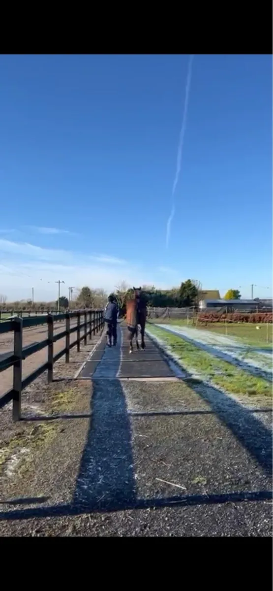 OLD PERSIAN FILLY - Image 4