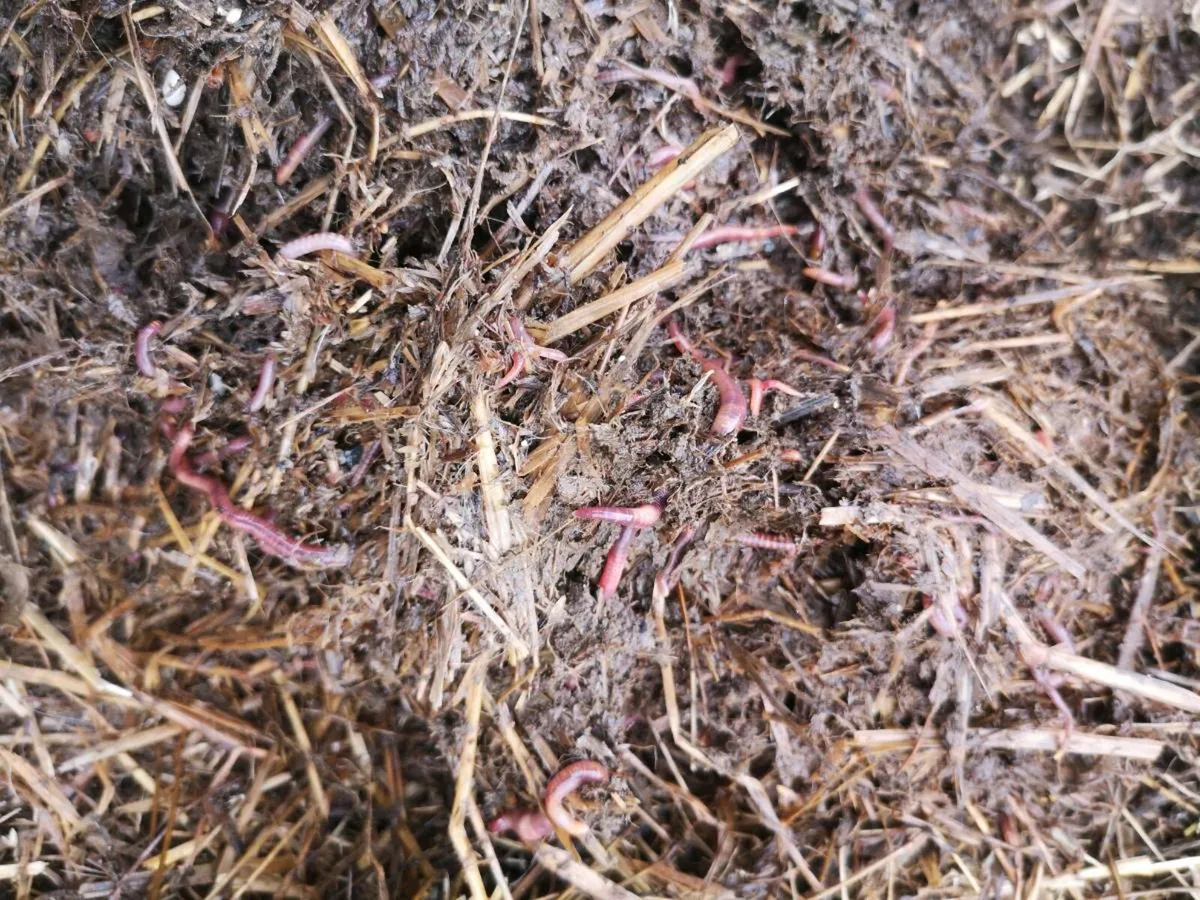 Organic Dung/Manure - Image 2