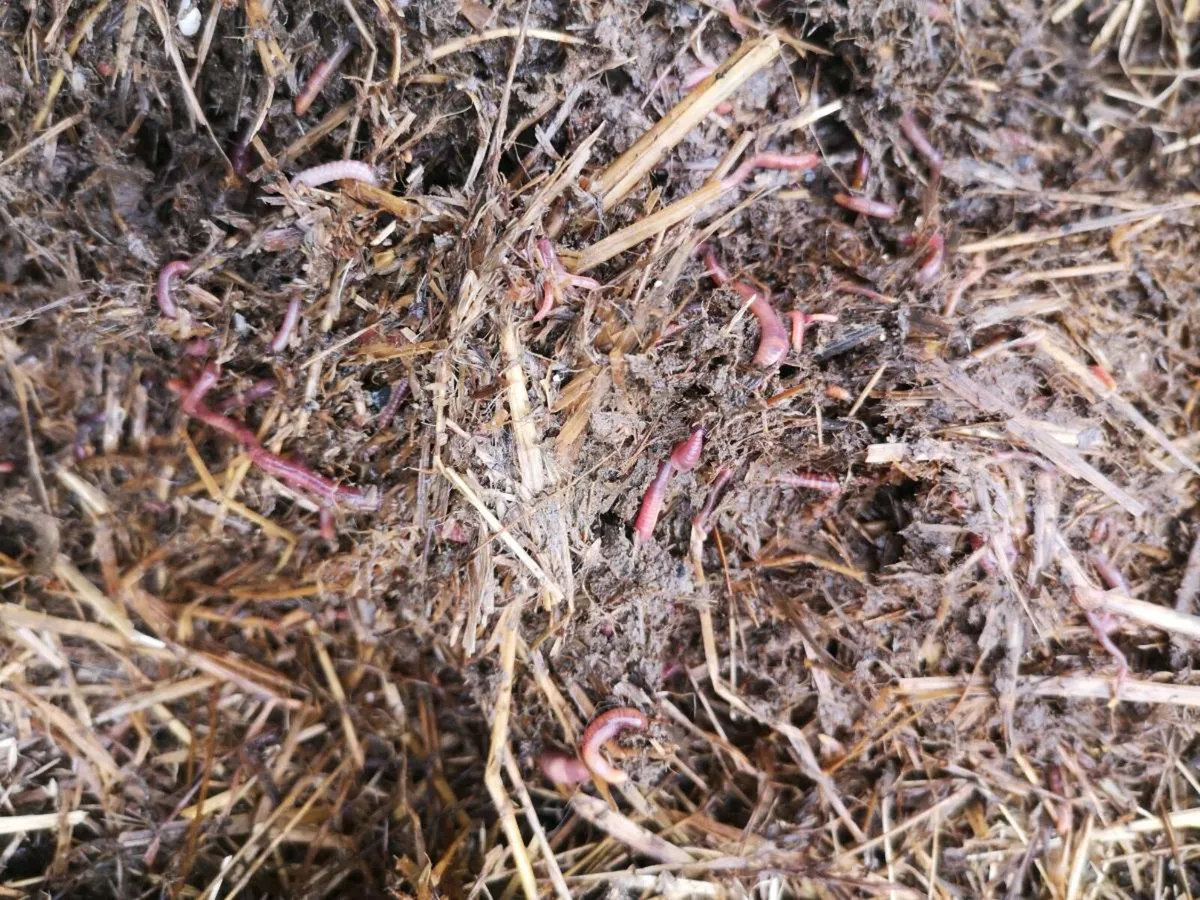 Organic Dung/Manure - Image 3