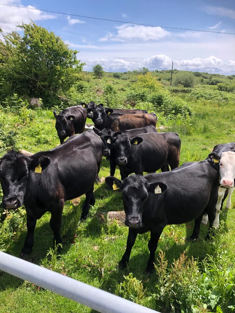Aberdeen Angus
