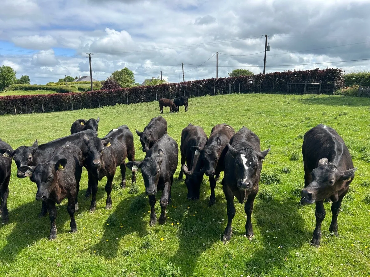 15 super Angus heifer weanlings - Image 1