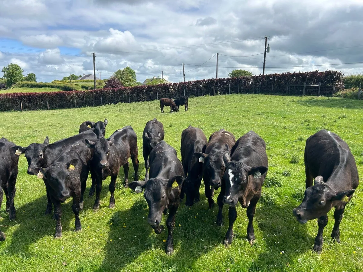 15 super Angus heifer weanlings - Image 2