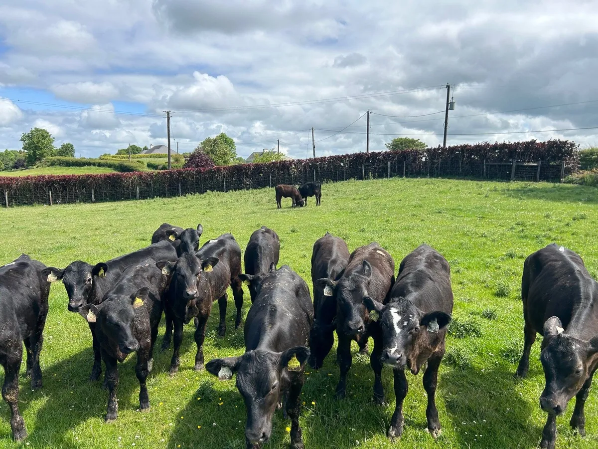 15 super Angus heifer weanlings - Image 3