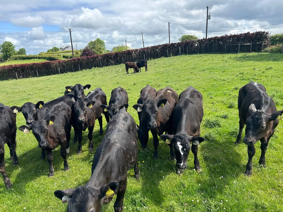 15 super Angus heifer weanlings - Image 4