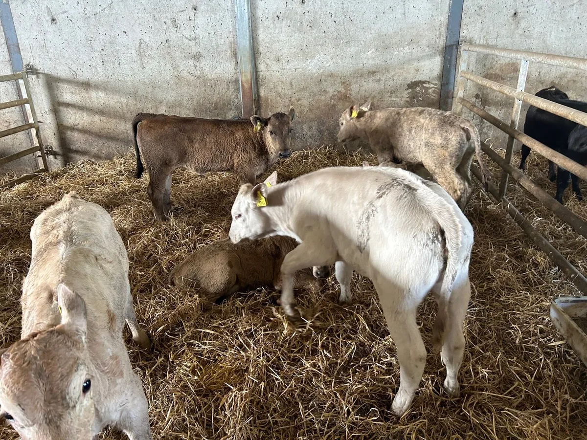 12 super weaned charlaois heifers - Image 2