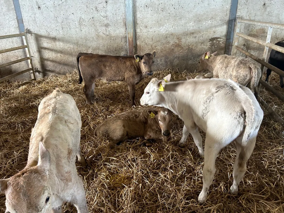 12 super weaned charlaois heifers - Image 3
