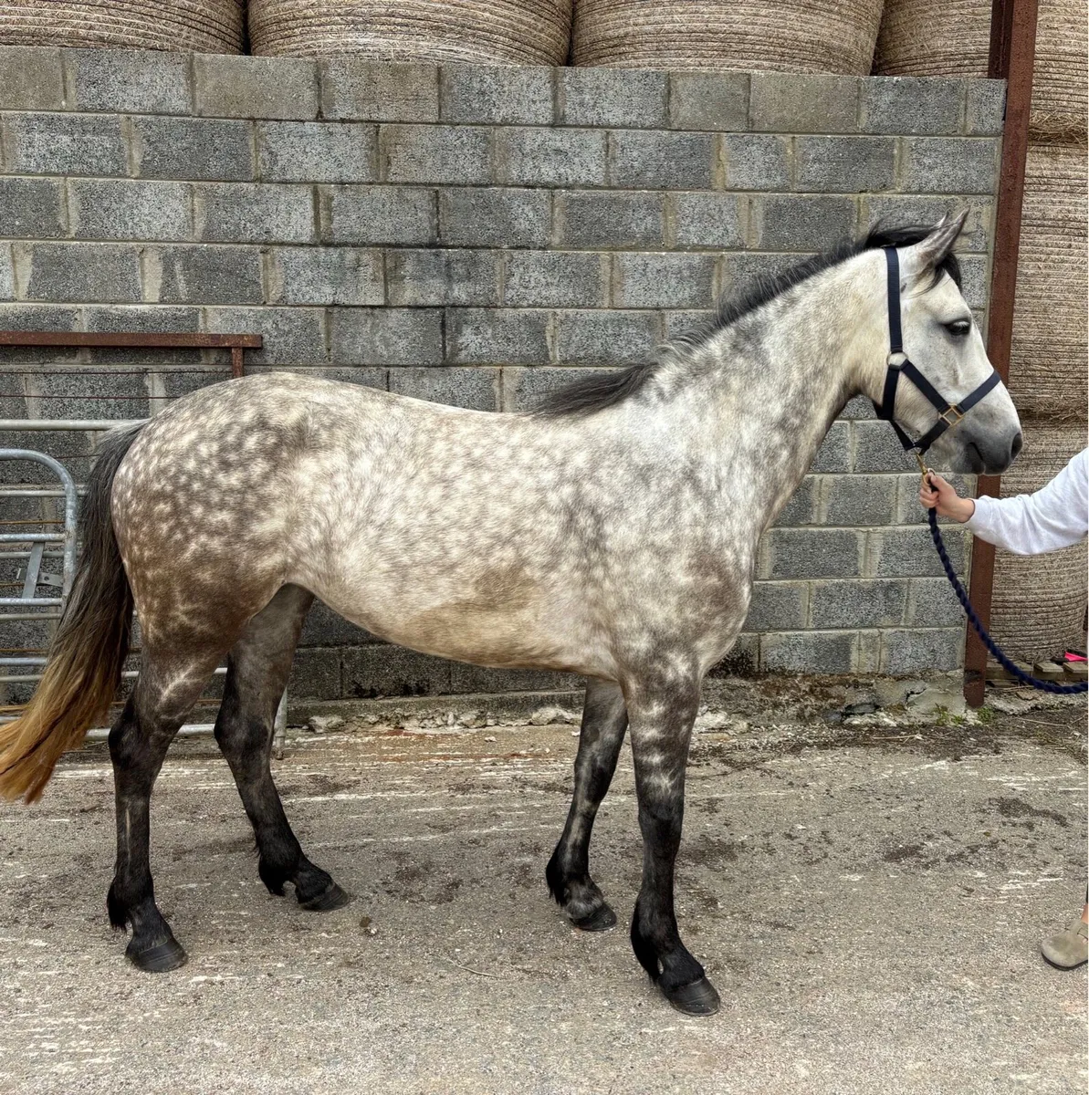 4YO Connemara Filly - Image 1