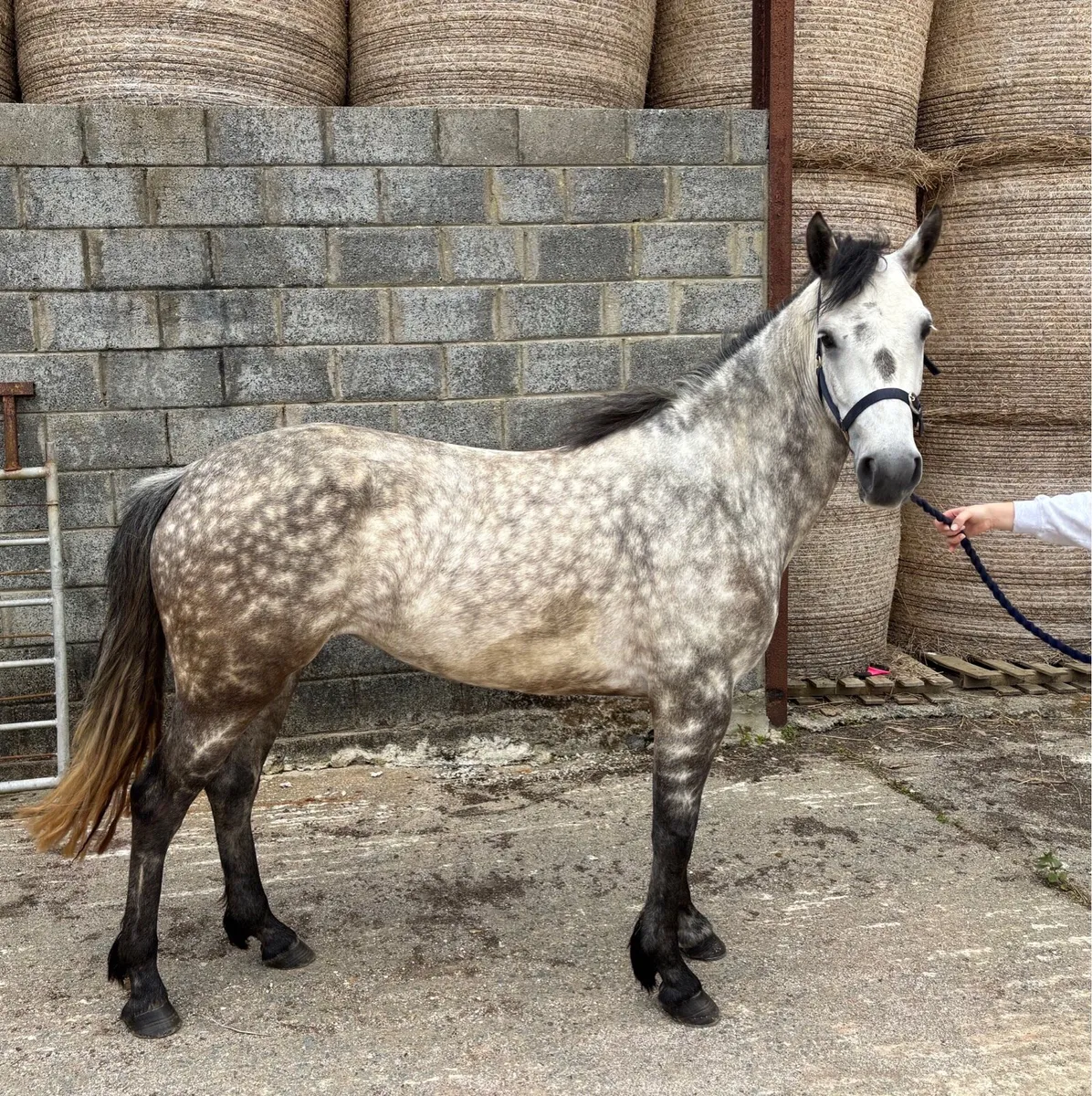 4YO Connemara Filly - Image 2