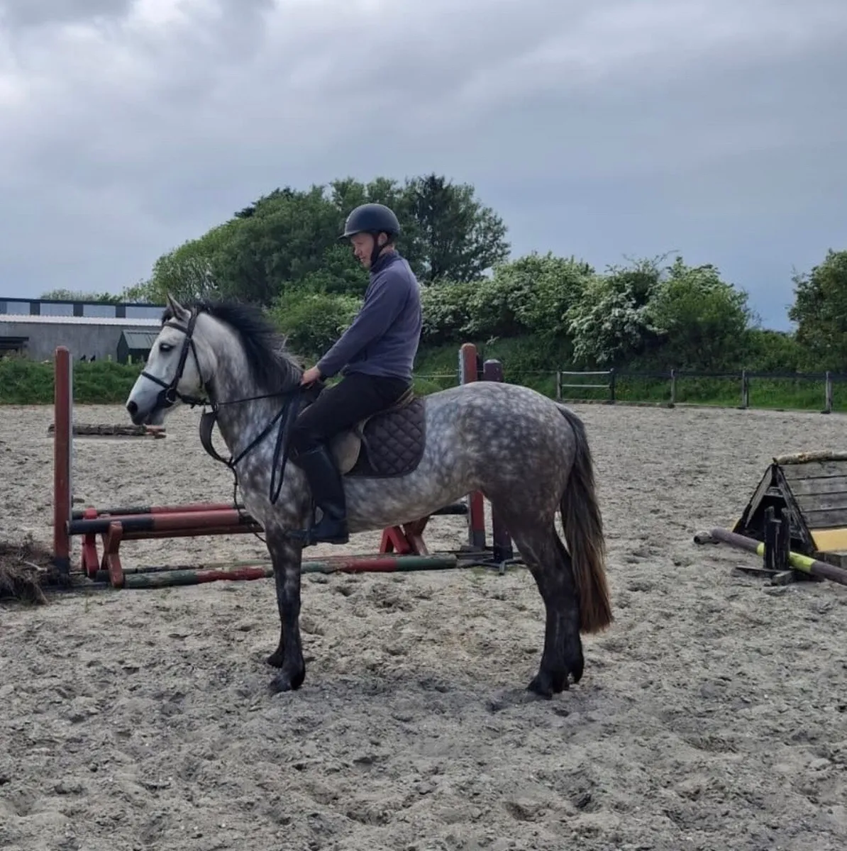 4YO Connemara Filly - Image 3