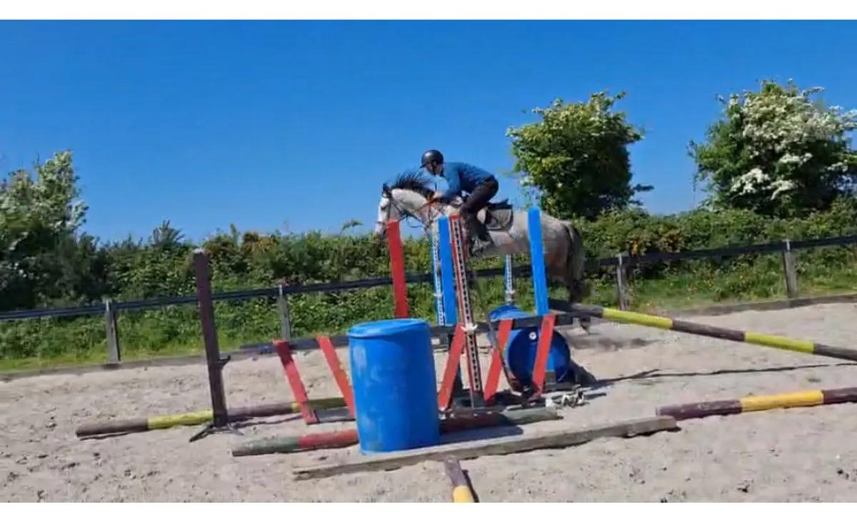 4YO Connemara Filly - Image 4