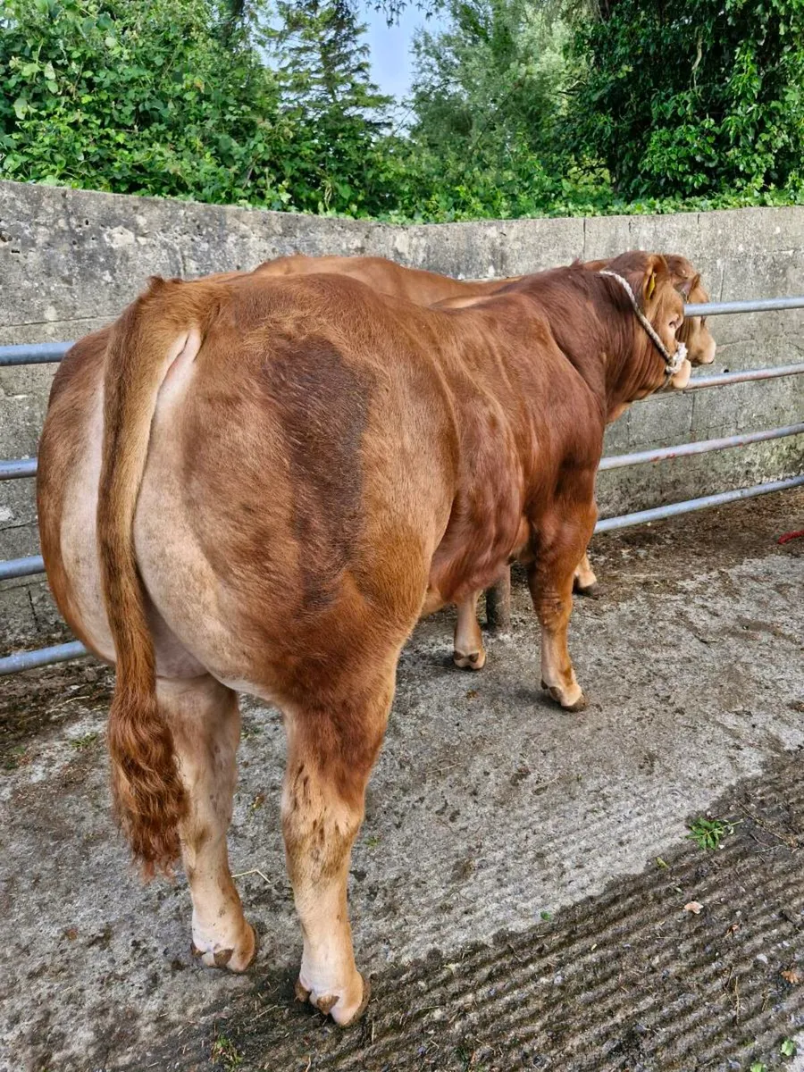 LQQK LQQK LIMOUSIN  BULLS Lot 67+73 this sat!! - Image 1