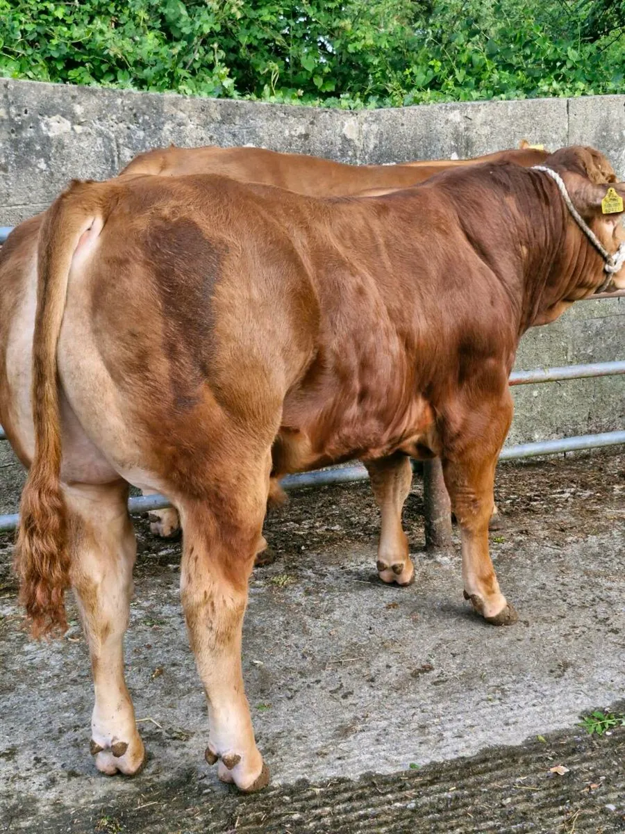 LQQK LQQK LIMOUSIN  BULLS Lot 67+73 this sat!! - Image 2