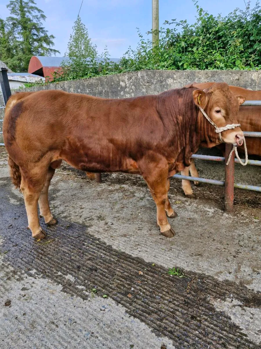 LQQK LQQK LIMOUSIN  BULLS Lot 67+73 this sat!! - Image 3