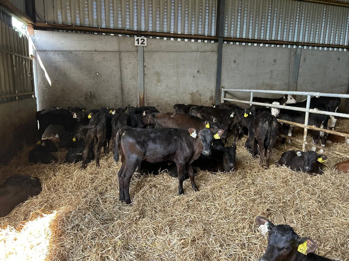 30 super  weaned Angus heifers - Image 1