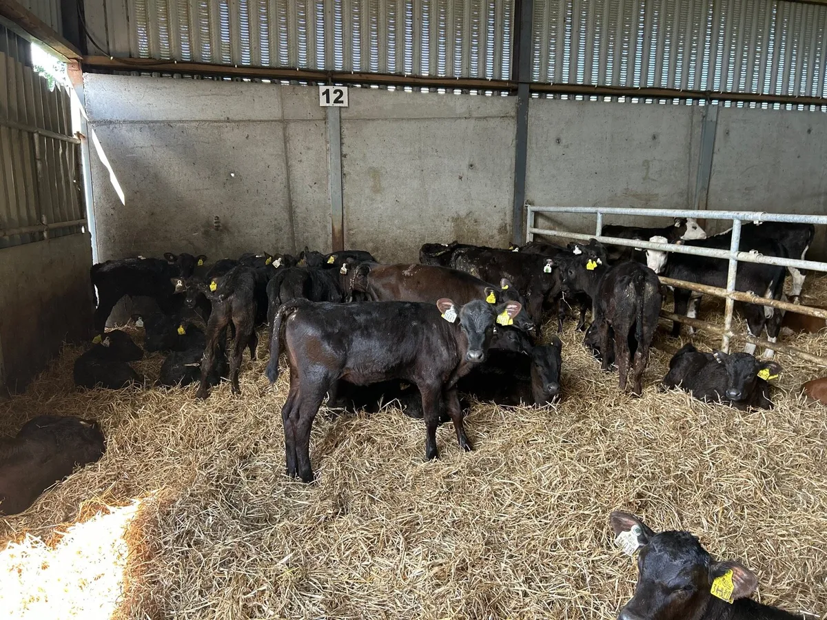 30 super  weaned Angus heifers - Image 2