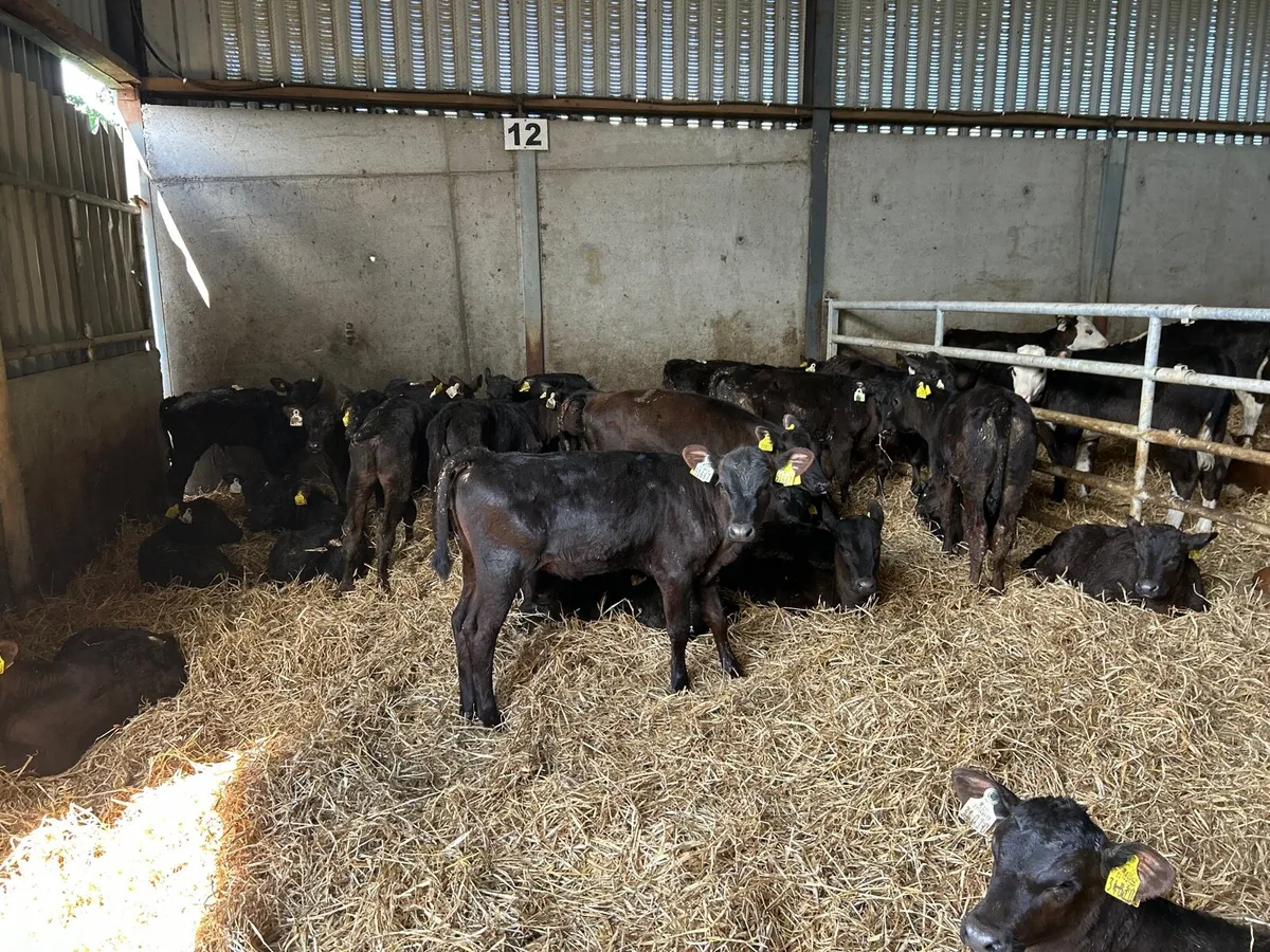 30 super  weaned Angus heifers - Image 3