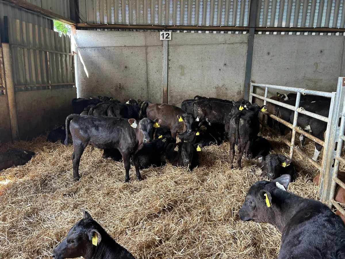 30 super  weaned Angus heifers - Image 4