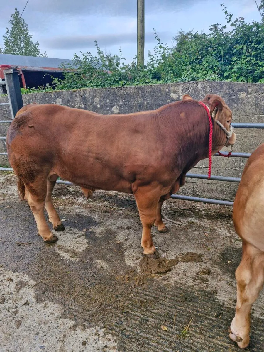 LQQK LQQK LIMOUSIN  BULLS Lot 67+73 this sat!! - Image 4