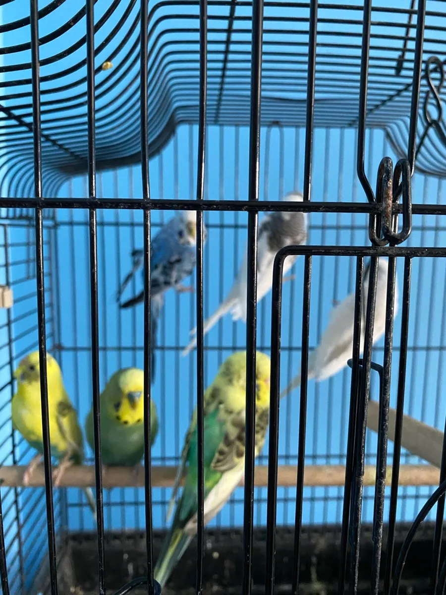 Budgies - Image 1