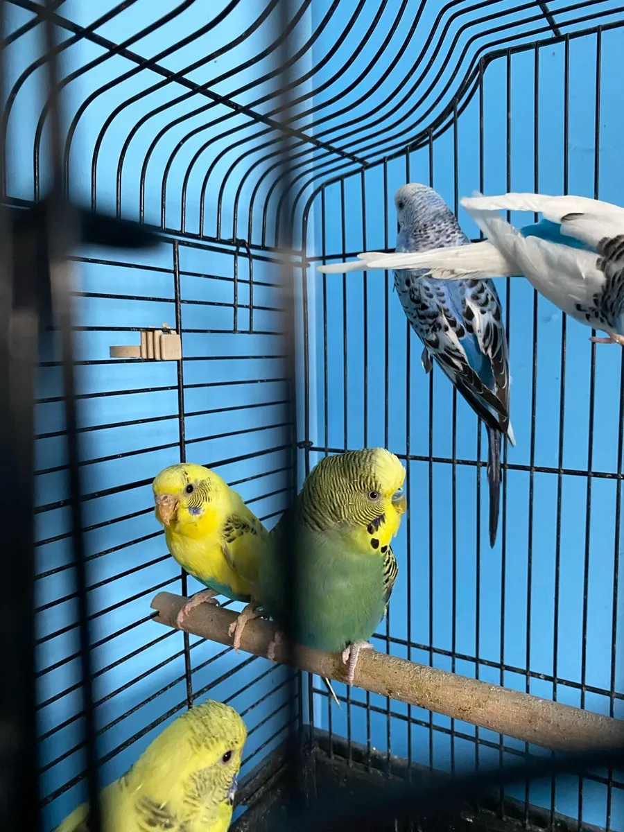 Budgies - Image 2