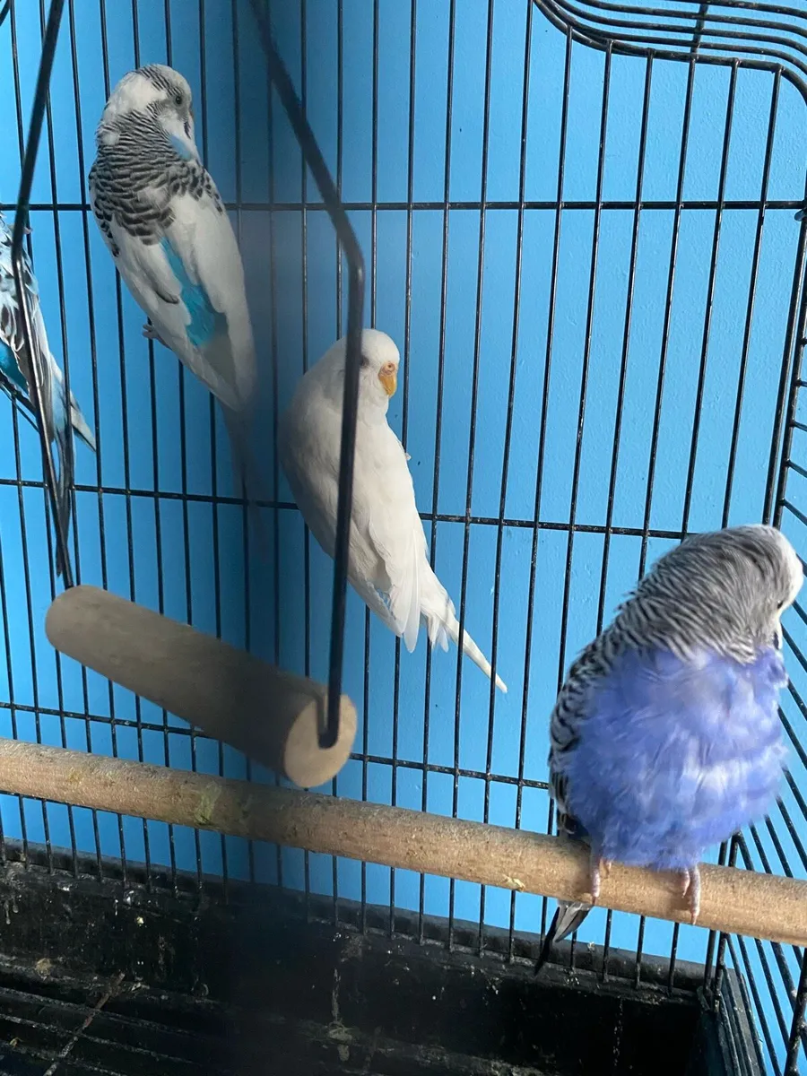 Budgies - Image 3