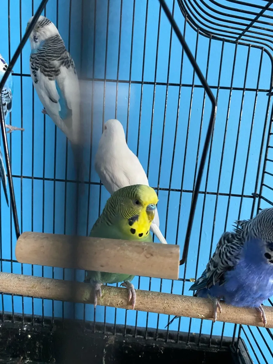Budgies - Image 4
