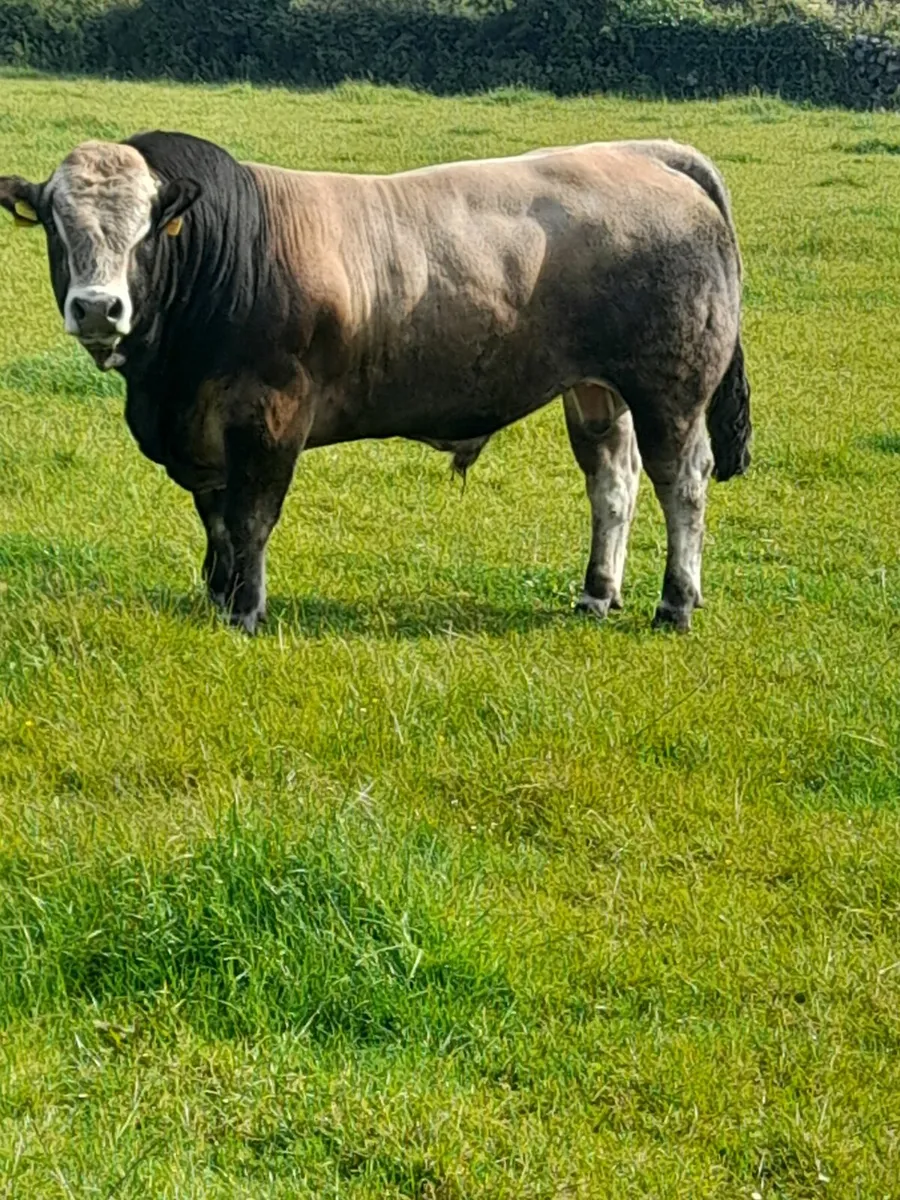 2 Aubrac bulls for sale at Athenry mart 10th June - Image 1
