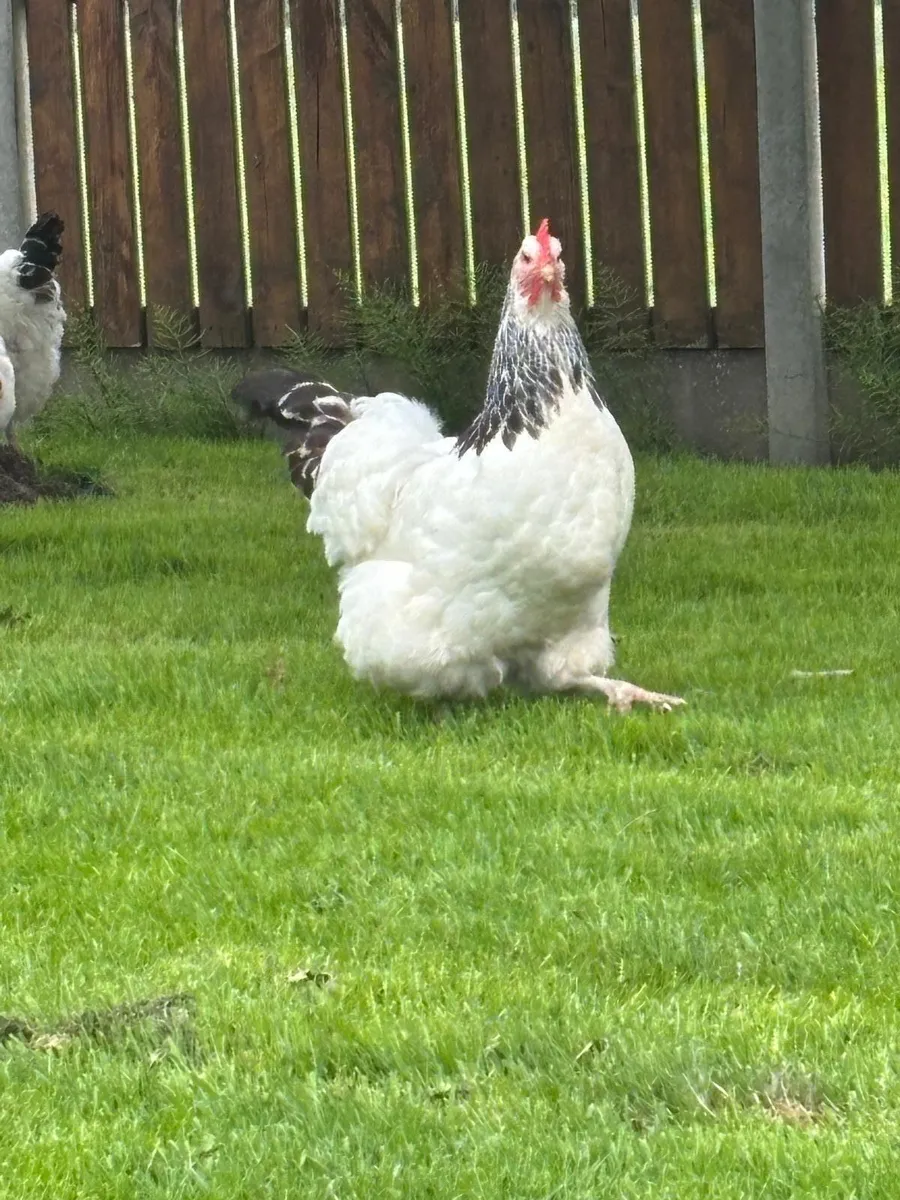 Light Sussex hens for sale - Image 1