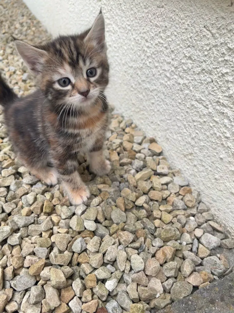 Kittens - Image 1