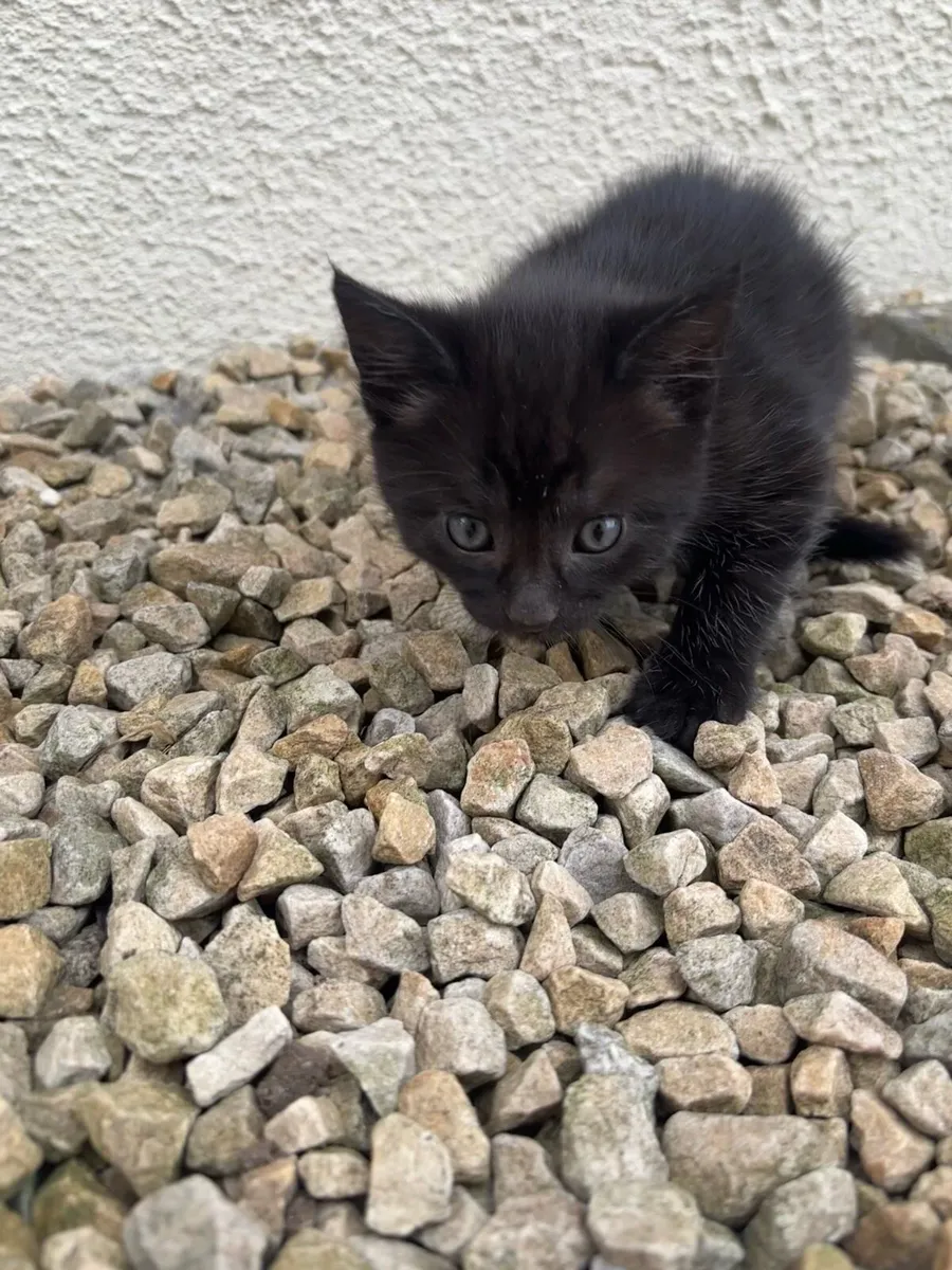 Kittens - Image 2