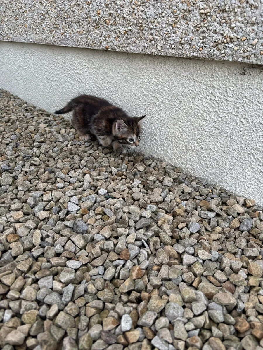 Kittens - Image 3