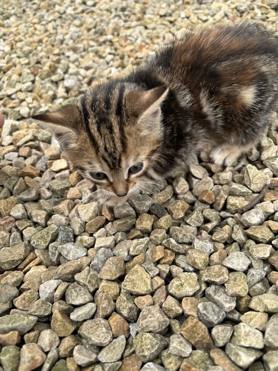Kittens - Image 4
