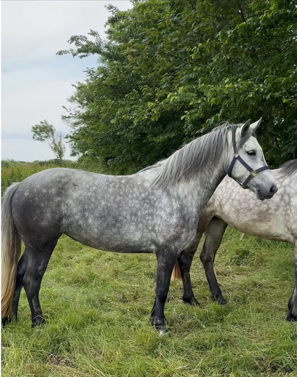 4YO Connemara filly - Image 1