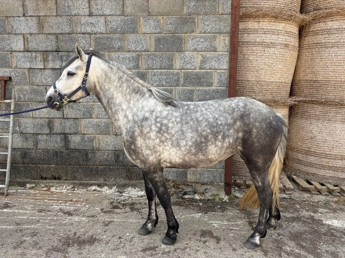 4YO Connemara filly - Image 2