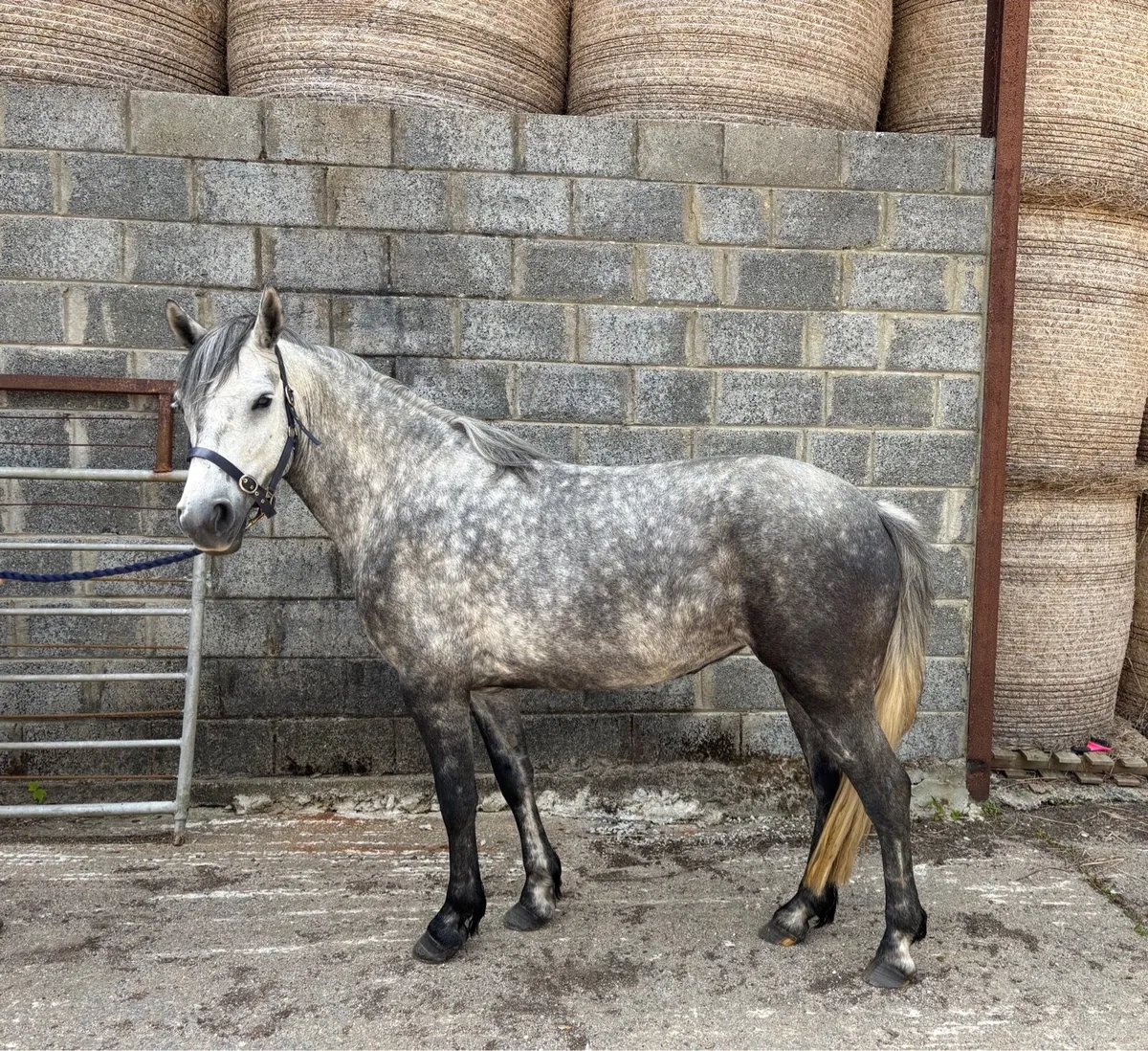 4YO Connemara filly - Image 3