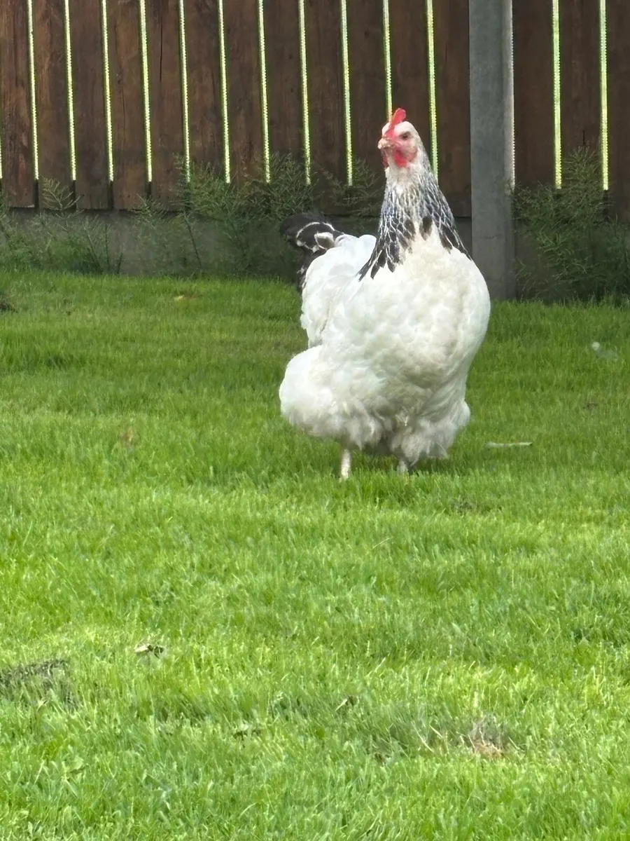 Light Sussex hens for sale - Image 2