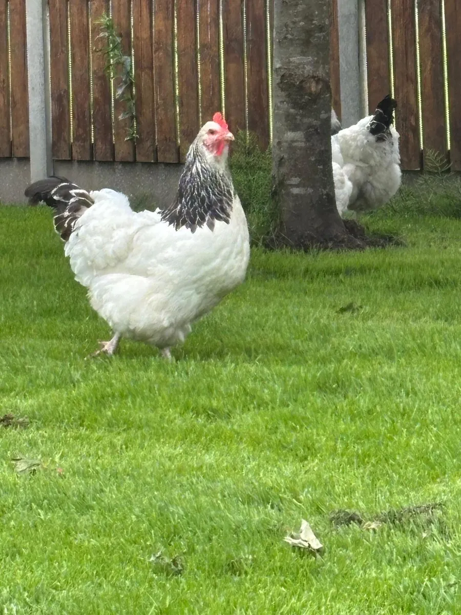 Light Sussex hens for sale - Image 3